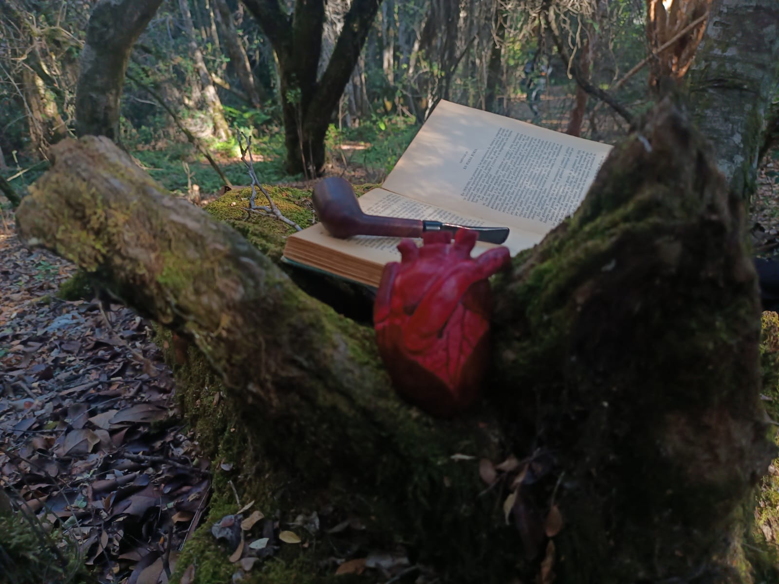 Montaraz patagónico. Explorador y defensor de la cordillera. Herborista, crafter ♻️.